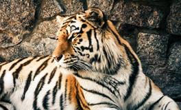 孕妇梦到一群老虎