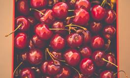 生肖狗的开运水果