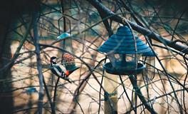 梦见和同事吃饭