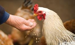 梦见到别人家吃饭