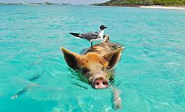 梦见杀猪是什么意思