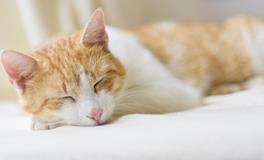 梦见自己开车车坏了