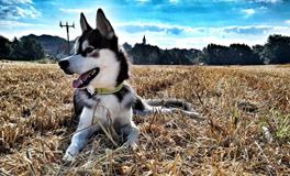 戊戌狗是什么意思