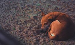 孕妇梦到自己穿白孝衣