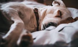 孕妇梦到大海鲸鱼