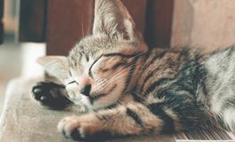 孕妇做梦梦到抱着婴儿