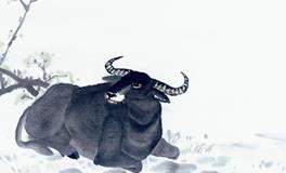 1949年属牛的人2020年运势大全及破解