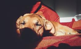 梦见手机找不到了