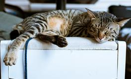 孕期做梦梦到女孩