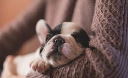 梦到包饺子是什么意思