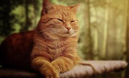 梦见自己给自己理发是什么意思