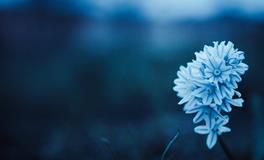 做梦梦到蛇吃小孩