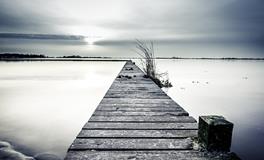 做梦梦见鸟是什么意思