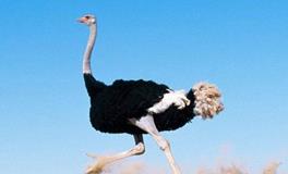 狮子座代表的鸟