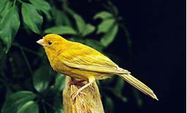 射手座代表的鸟