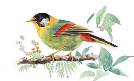 十二星座代表的鸟