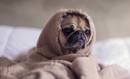 梦到可怕的东西