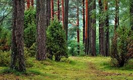 梦见有人上门提亲