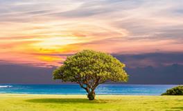 孕妇梦见青菜是什么意思