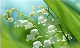 天秤座专属守护花