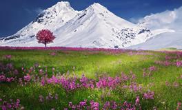 孕妇梦到白花是什么意思