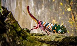 孕妇梦到姜是什么意思