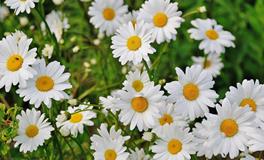 孕妇梦到摘蚕豆