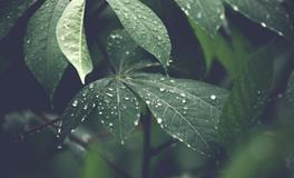 做梦梦到一条黑蛇