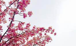 梦到把被子剪成两半