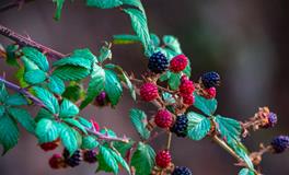 梦见自己给自己剃头