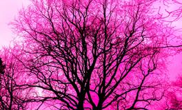 梦到被蛇咬到脚