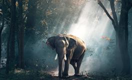 梦见恋人是什么意思