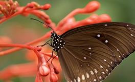 梦到自己去接新娘