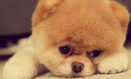 巨蟹座专属宠物狗狗