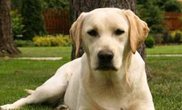 双鱼座专属宠物狗狗