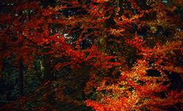 梦到很久不见的人