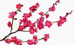 水瓶座的守护花，水瓶座的守护花花语