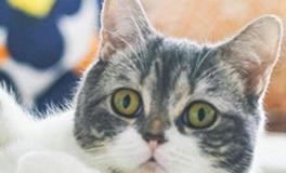 摩羯座专属宠物猫