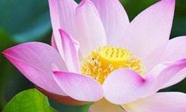 董易林2018年11月4日生肖运势