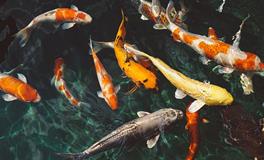 梦见很多大鱼是什么意思