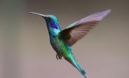 梦见抓鸟是什么意思