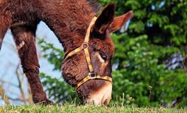 周公解梦梦见驴