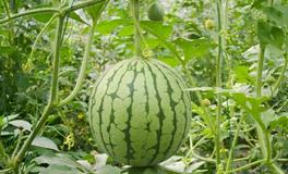 巨蟹座代表什么水果