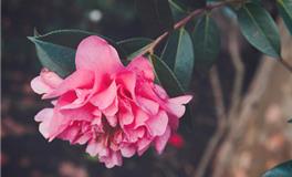 元旦冷笑话，有关元旦的冷笑话