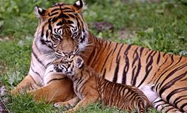 梦见老虎吃人是什么预兆