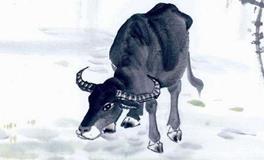 女人梦见牛是什么预兆