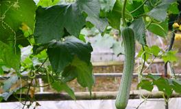 梦见丝瓜是什么意思