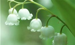 天秤座的守护花