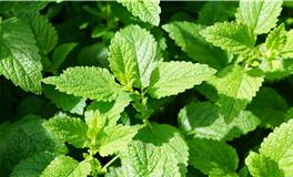 射手座的守护花