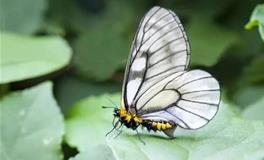 处女座代表的蝴蝶